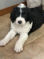 German Wirehaired Pointer Puppies for sale in Neosho, MO 64850, USA. price: $200