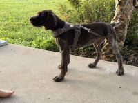 German Wirehaired Pointer Puppy