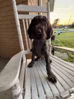 German Wirehaired Pointer Puppy | Taylor Mill, Kentucky
