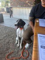 German Wirehaired Pointer Puppies for sale in Alameda, NM 87114, USA. price: $1,000
