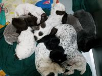 German Wirehaired Pointer Puppies for sale in Aberdeen, SD 57401, USA. price: $1,200