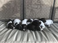 German Wirehaired Pointer Puppies for sale in Virginia, NE 68458, USA. price: $800