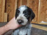 German Wirehaired Pointer Puppies for sale in Irwin, OH 43029, USA. price: $900