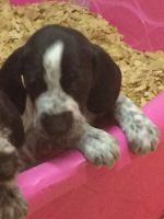 German Wirehaired Pointer Puppies for sale in Parsons, KS, USA. price: $850