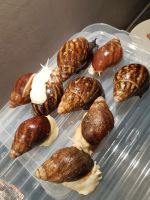 Giant African Land Snail Animals for sale in Carmel-By-The-Sea, CA 93923, USA. price: $50
