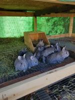 Giant Chinchilla Rabbits for sale in Cullman, AL 35055, USA. price: $40