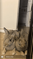 Giant Chinchilla Rabbits Photos