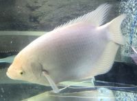 Giant gourami Fishes for sale in KY-44, Shepherdsville, KY 40165, USA. price: $50