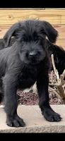 Giant Schnauzer Puppies for sale in New York, NY, USA. price: $1,500