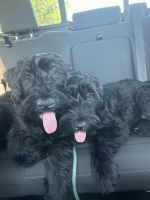 Giant Schnauzer Puppies for sale in Tampa, Florida. price: $1,500