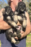 Giant Schnauzer Puppies for sale in St Joe, AR 72675, USA. price: $1,500