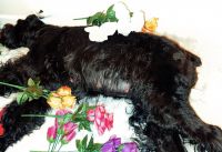 Giant Schnauzer Puppies for sale in 1100 Howell Mill Rd, Atlanta, GA 30318, USA. price: NA