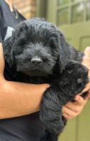 Giant Schnauzer Puppies for sale in Leakesville, Mississippi. price: $2,000