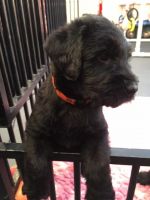 Giant Schnauzer Puppies for sale in Indianapolis, IN 46259, USA. price: $600