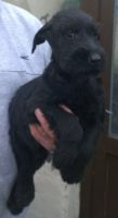 Giant Schnauzer Puppies for sale in Seattle, WA, USA. price: $600