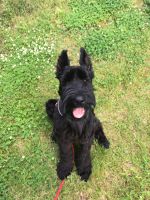 Giant Schnauzer Puppies for sale in Sinking Spring, PA 19608, USA. price: $1,000