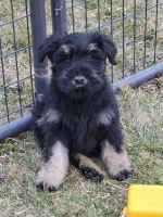 Giant Schnauzer Puppies for sale in Lima, OH, USA. price: $2,500