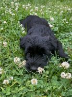 Giant Schnauzer Puppies for sale in Southampton, PA, USA. price: $2,500