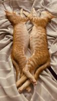 Ginger Tabby Cats Photos