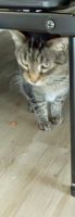 Ginger Tabby Cats for sale in Merritt Island, FL 32953, USA. price: $37
