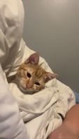 Ginger Tabby Cats for sale in Fort Collins, Colorado. price: $200