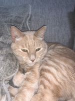 Ginger Tabby Cats for sale in Conroe, Texas. price: $50