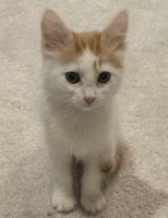 Two Beautiful Kittens - siblings