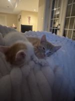 Ginger Tabby Cats for sale in Gainesville, VA 20155, USA. price: $100