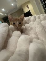 Two Beautiful Kittens - siblings