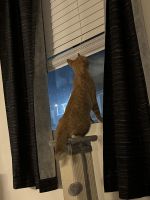 Ginger Tabby Cats for sale in 4707 E McDowell Rd, Phoenix, AZ 85008, USA. price: NA