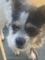 Glen of Imaal Terrier Puppies for sale in Memphis, TN, USA. price: $1,500