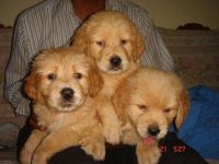 Glen of Imaal Terrier Puppies for sale in Fort Worth, TX, USA. price: $500