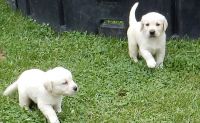 Glen of Imaal Terrier Puppies for sale in Los Altos, CA, USA. price: $600