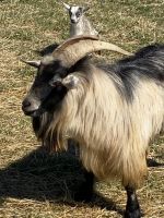 Goat Animals for sale in Martinsville, VA 24112, USA. price: $25,000