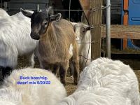 Goat Animals for sale in Brookfield Township, OH, USA. price: $125