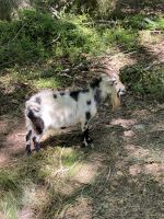 Goat Animals for sale in Callahan, Florida. price: $100