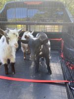 Goat Animals for sale in Callahan, Florida. price: $150