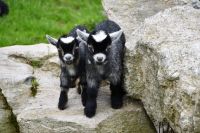 Goat Animals for sale in Elizabethtown, Pennsylvania. price: $250