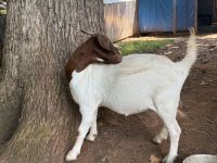 Boer Goat Nanny Doe