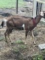 Goat Animals for sale in Gainesville, FL, USA. price: $300