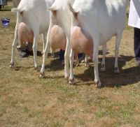 Goat Animals for sale in El Paso, TX, USA. price: $200