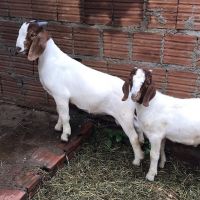 Goat Animals for sale in Fresno, CA 93720, USA. price: $120