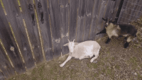 Goat Animals for sale in Dayton, OH 45417, USA. price: $300