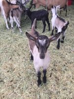 Goat Animals for sale in Fallon, NV 89406, USA. price: $175