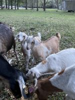 Goat Animals Photos