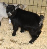 Goat Animals Photos