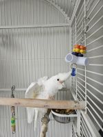 Goffin's Cockatoo Birds for sale in Penndel, PA 19047, USA. price: $1,200