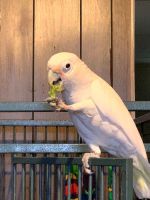Goffin's Cockatoo Birds for sale in Lebanon, PA, USA. price: $1,000