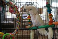 Goffin's Cockatoo Birds for sale in Camp Hill, PA 17011, USA. price: $2,000