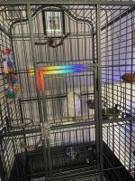 Goffin's Cockatoo Birds for sale in Palm Coast, Florida. price: $1,500